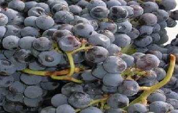 grapes