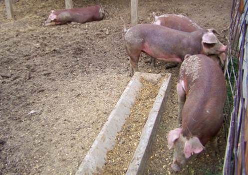 HogFarm_2