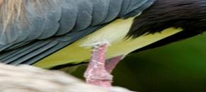 bird