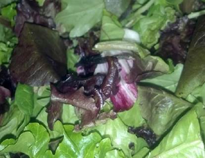 lettuce