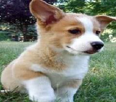 corgi