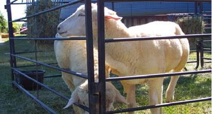 lamb