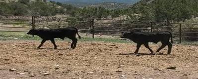 calves